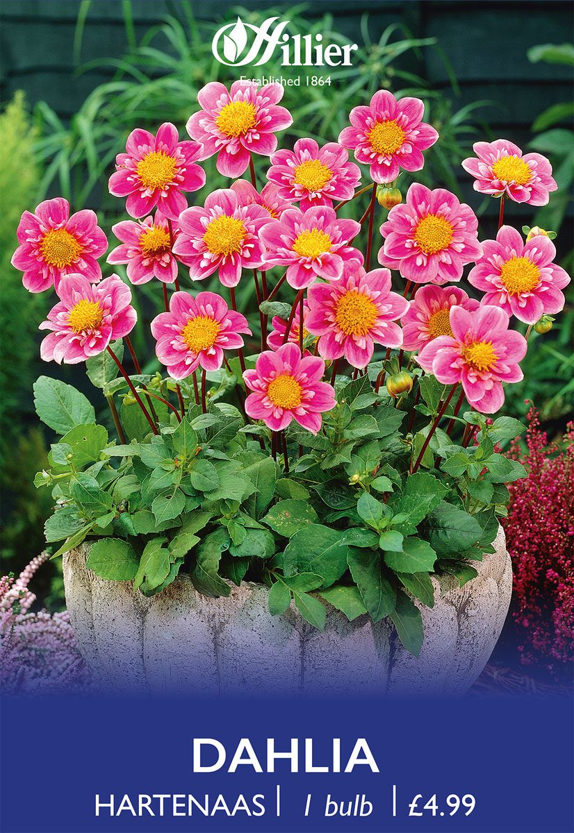 8718641996683 1 Dahlia Hartenaas.jpg